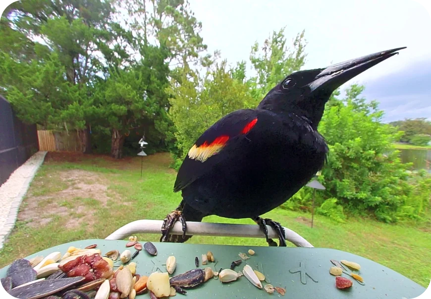 Red-winged Blackbird at a Birdbuddy feeder