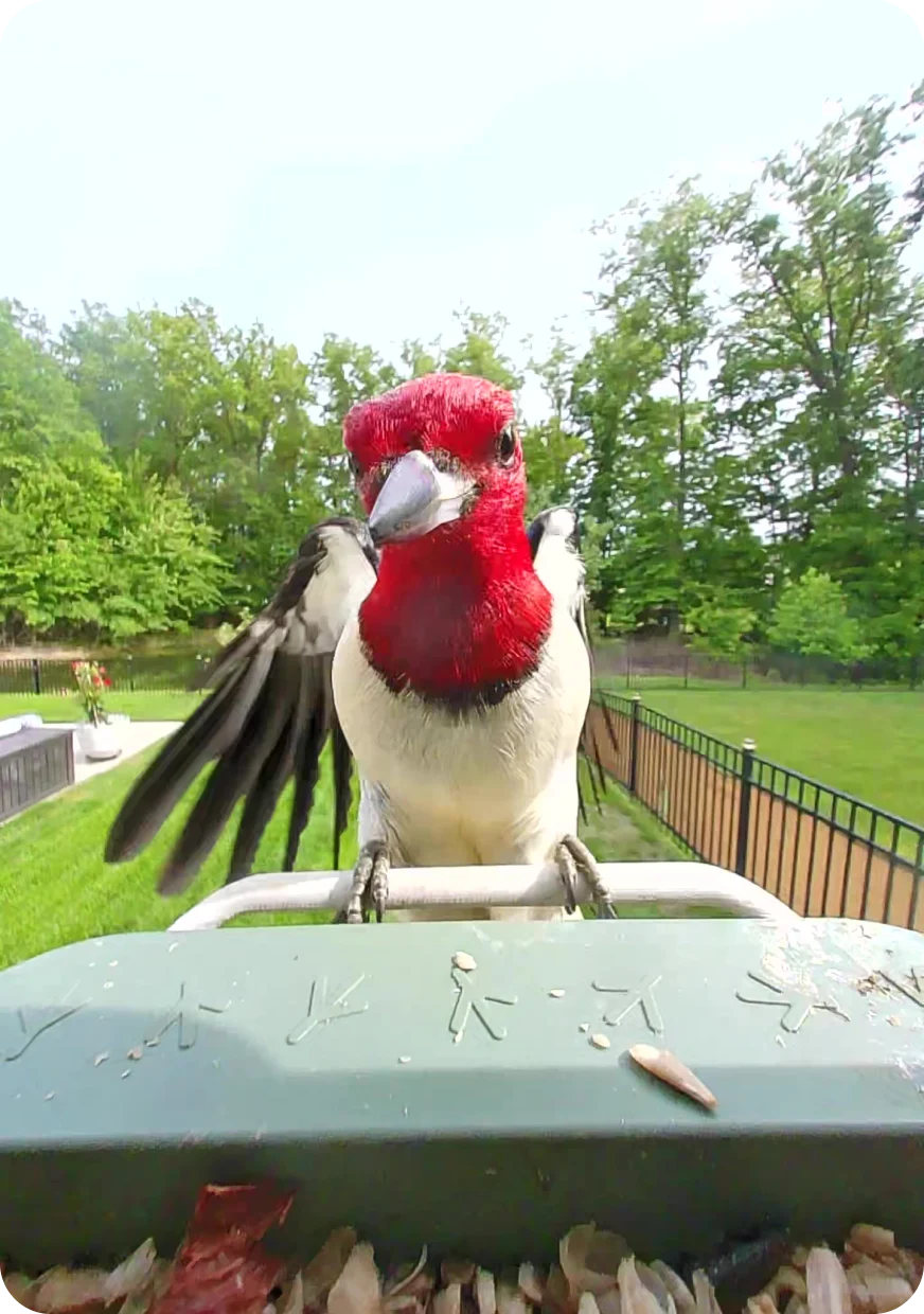 Red-headed Woodpecker landing on a Birdbuddy feeder