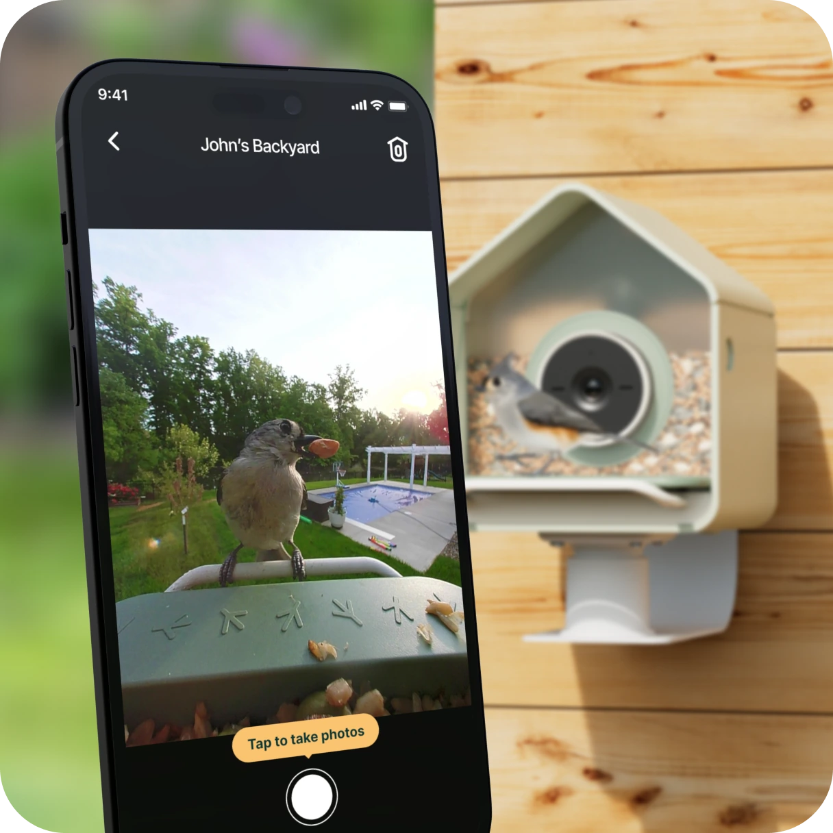 Phone showing the Birdbuddy live view beside a wall-mounted Nook