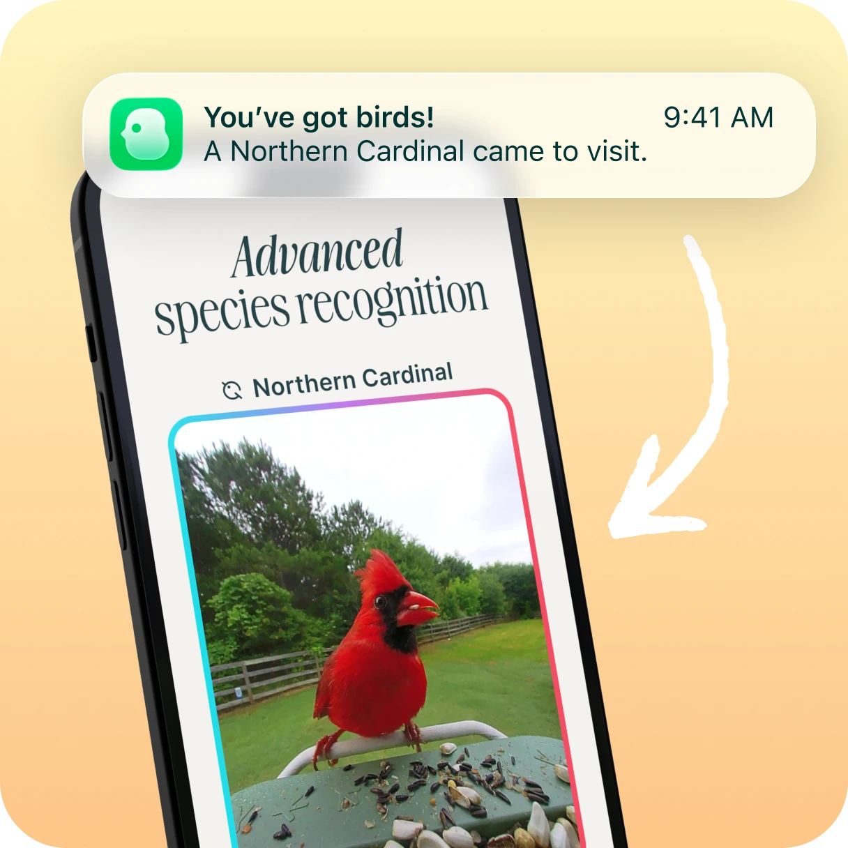 Phone showing species recognition identifying a Northern Cardinal