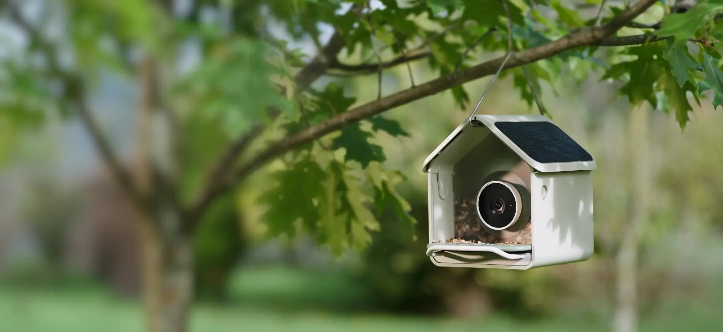 Birdbuddy Nook smart bird feeder hanging from a tree branch