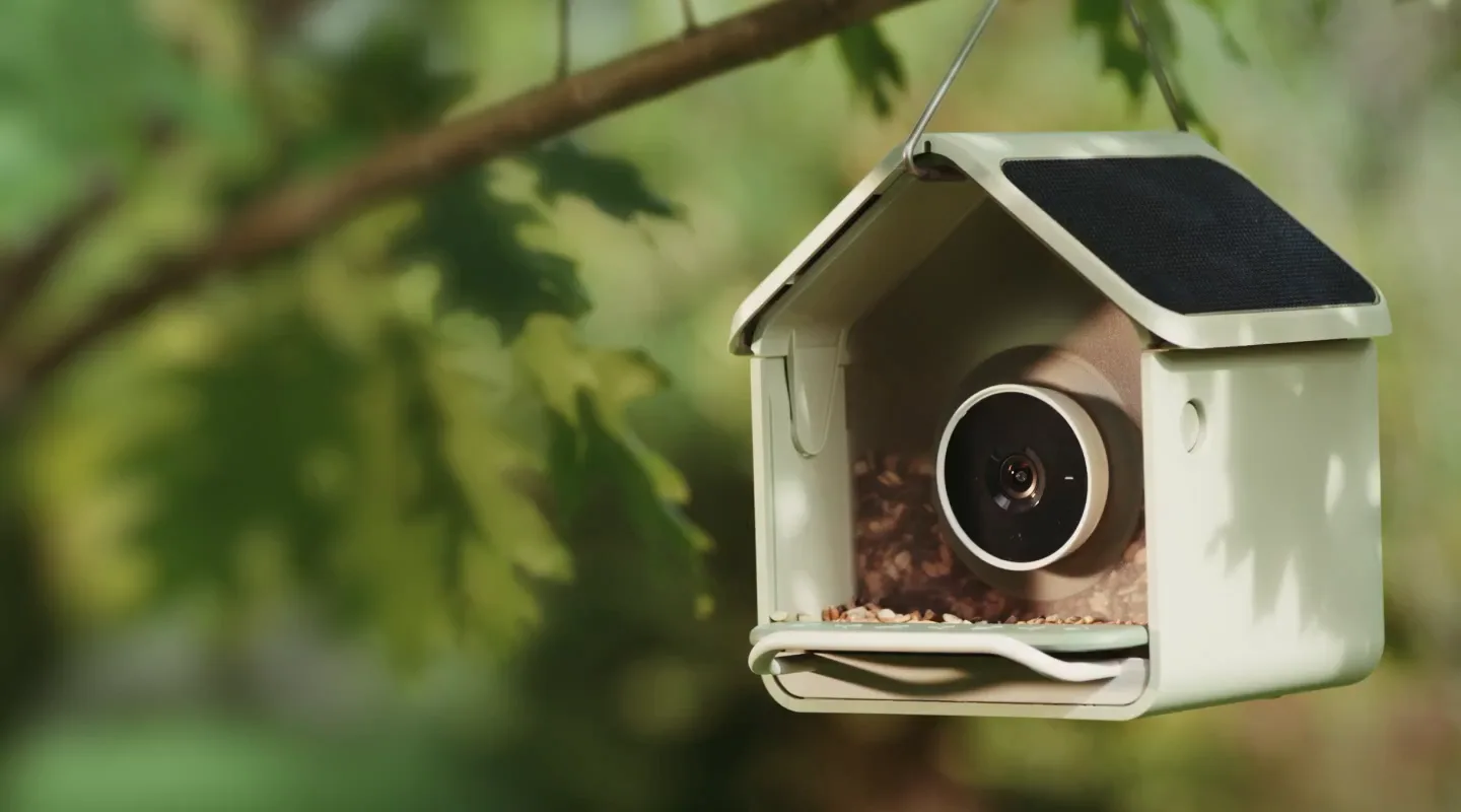 Birdbuddy Nook smart bird feeder hanging from a tree branch
