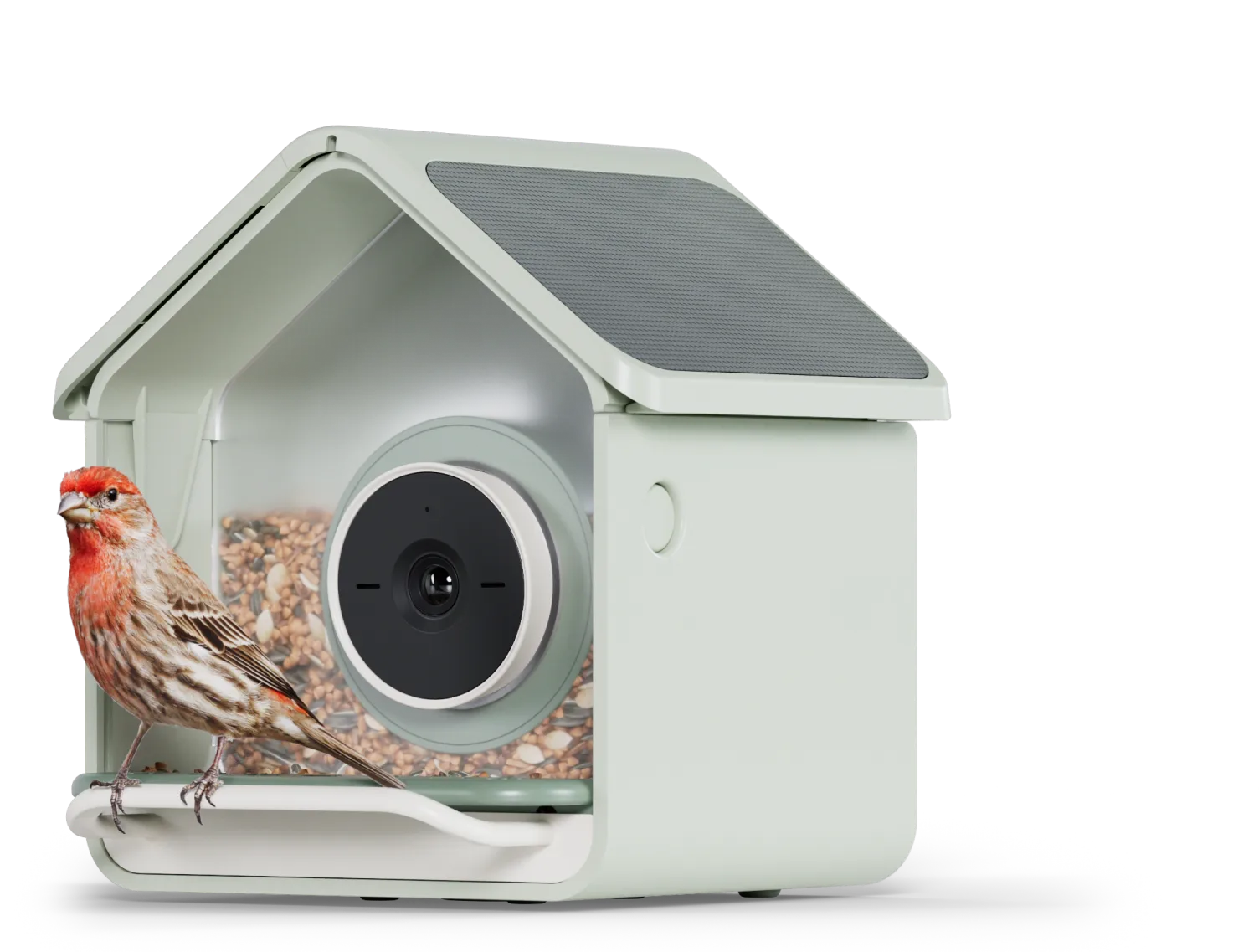 Birdbuddy Nook Solar feeder with a house finch