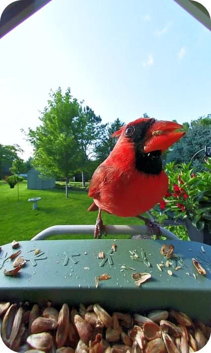 Birdbuddy app portrait view of a northern cardinal on the feeder