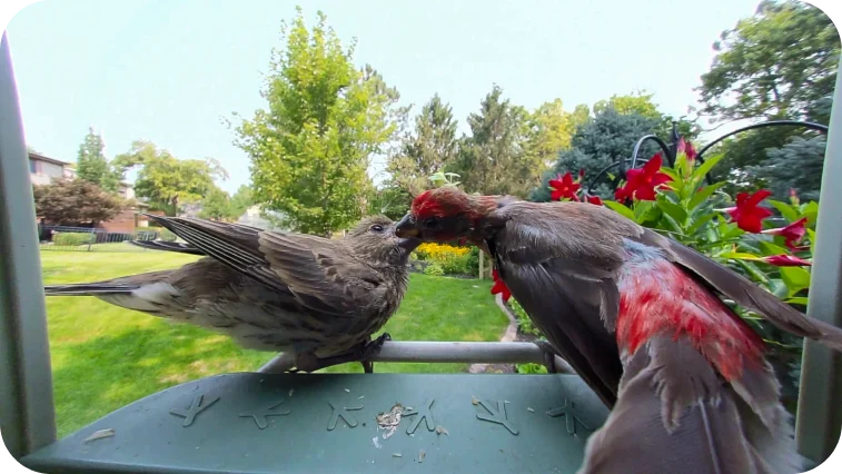 Birdbuddy app landscape view of two house finches on the feeder