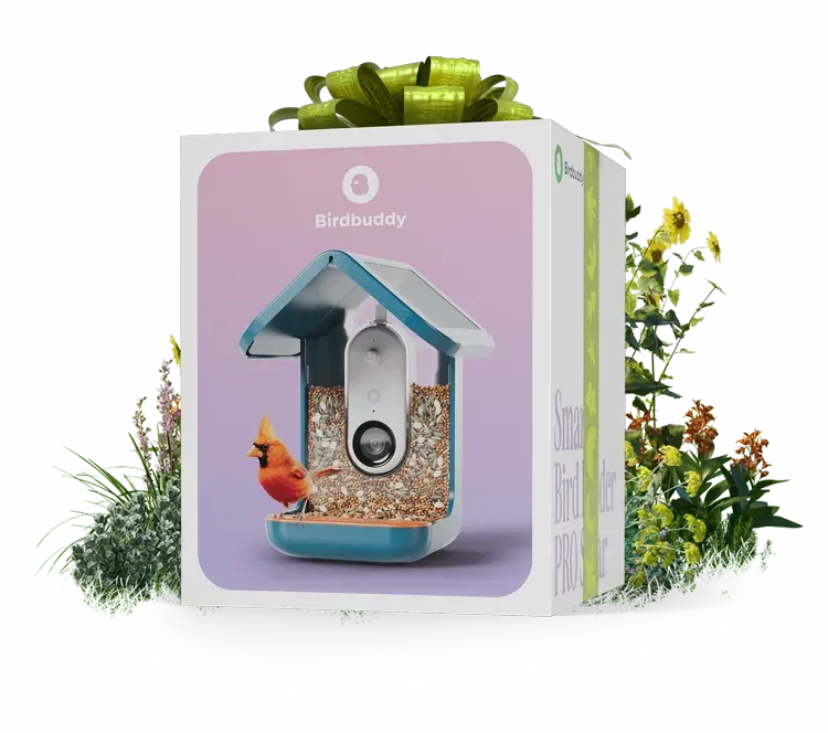 Gift box BirdBuddy