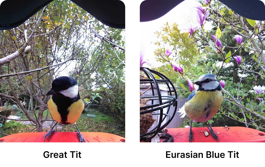 compare and identify birds